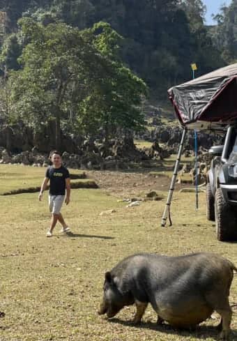 Viajante em um acampamento com barraca de teto encontrando um porco local enquanto acampa de forma selvagem no Vietnã